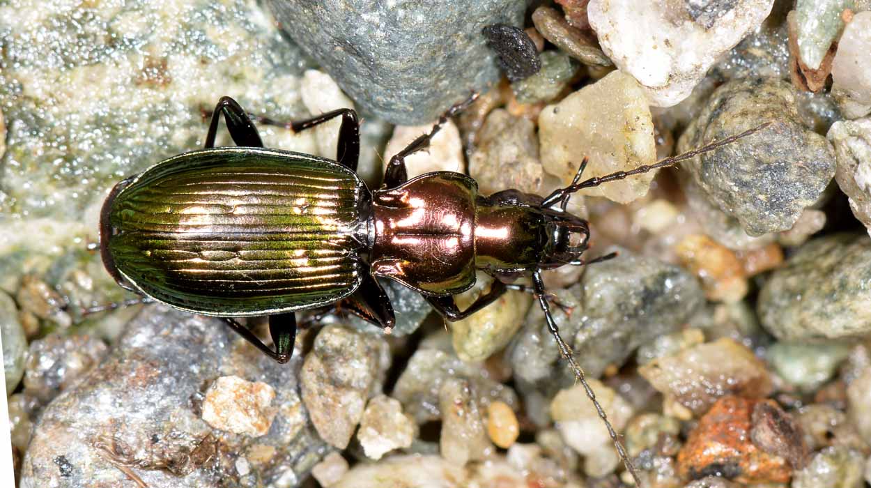 Pterostichus auratus (Carabidae)